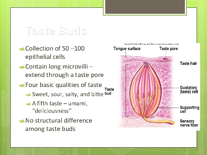 Taste Buds Collection of 50 – 100 epithelial cells Contain long microvilli – extend