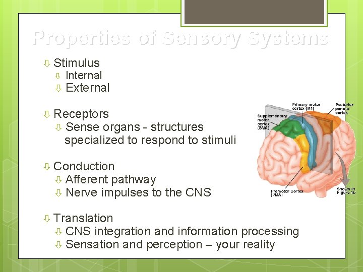 Properties of Sensory Systems Stimulus Internal External Receptors Sense organs - structures specialized to