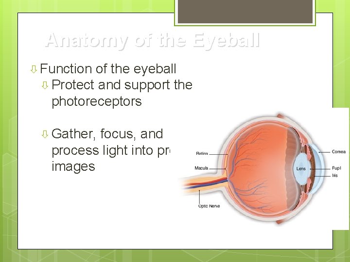 Anatomy of the Eyeball Function of the eyeball Protect and support the photoreceptors Gather,