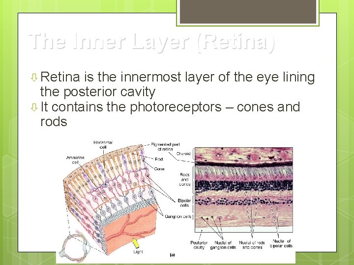 The Inner Layer (Retina) Retina is the innermost layer of the eye lining the