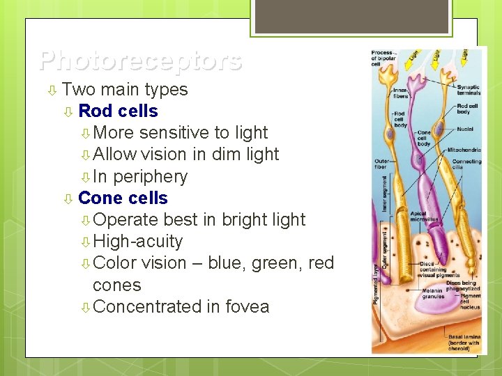 Photoreceptors Two main types Rod cells More sensitive to light Allow vision in dim