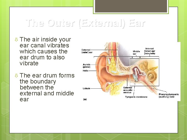 The Outer (External) Ear The air inside your ear canal vibrates which causes the