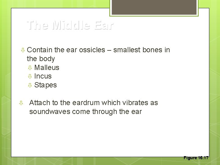 The Middle Ear Contain the ear ossicles – smallest bones in the body Malleus