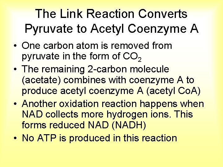The Link Reaction Converts Pyruvate to Acetyl Coenzyme A • One carbon atom is