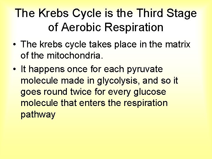 The Krebs Cycle is the Third Stage of Aerobic Respiration • The krebs cycle