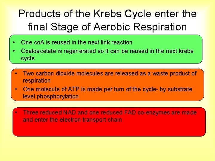Products of the Krebs Cycle enter the final Stage of Aerobic Respiration • One