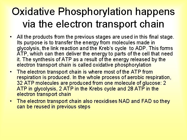 Oxidative Phosphorylation happens via the electron transport chain • All the products from the
