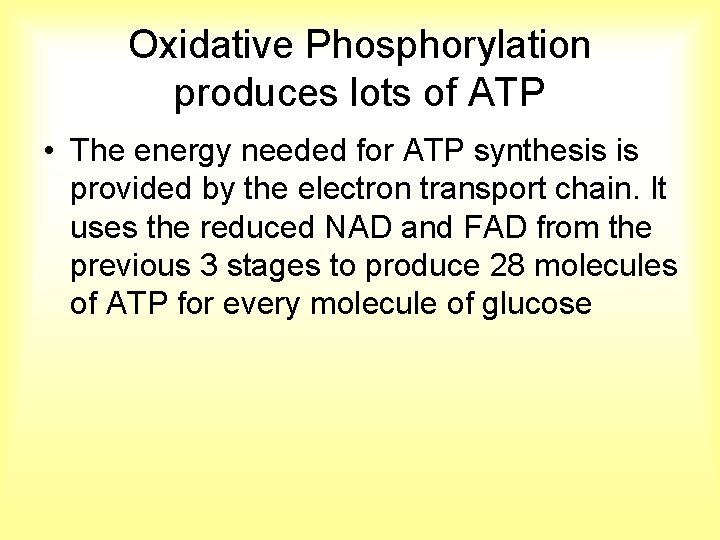 Oxidative Phosphorylation produces lots of ATP • The energy needed for ATP synthesis is
