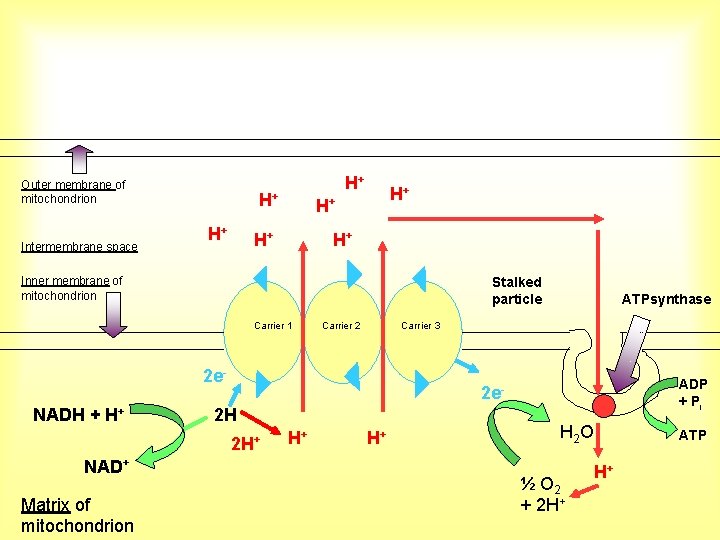 Outer membrane of mitochondrion Intermembrane space H+ H+ Inner membrane of mitochondrion Stalked particle