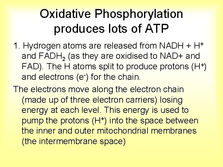 Oxidative Phosphorylation produces lots of ATP 1. Hydrogen atoms are released from NADH +