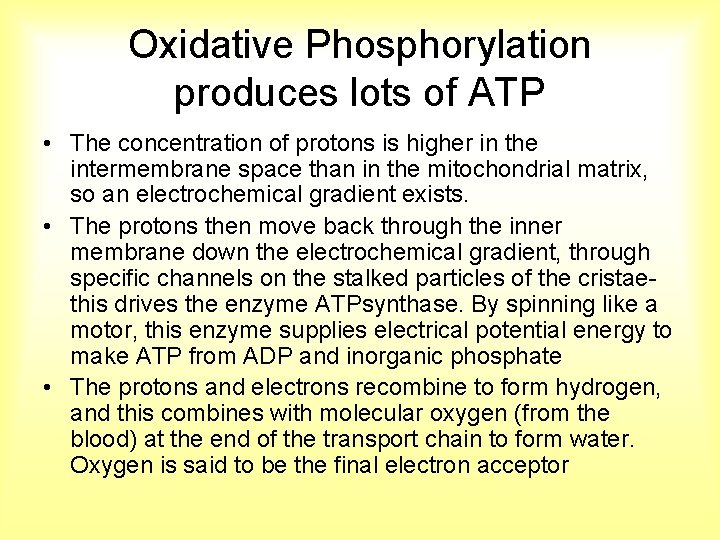 Oxidative Phosphorylation produces lots of ATP • The concentration of protons is higher in