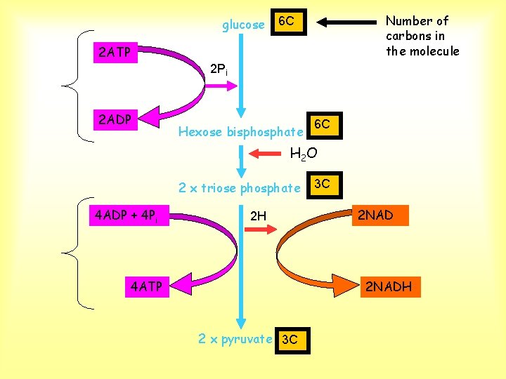 glucose Number of carbons in the molecule 6 C 2 ATP 2 Pi 2