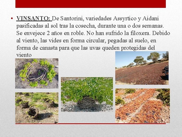 • VINSANTO: De Santorini, variedades Assyrtico y Aidani pasificadas al sol tras la • VINSANTO: De Santorini, variedades Assyrtico y Aidani pasificadas al sol tras la