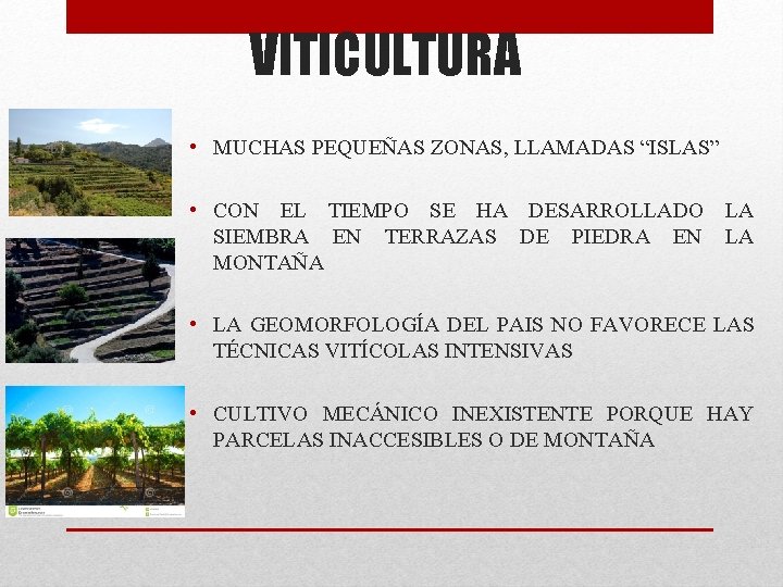 VITICULTURA • MUCHAS PEQUEÑAS ZONAS, LLAMADAS “ISLAS” • CON EL TIEMPO SE HA DESARROLLADO VITICULTURA • MUCHAS PEQUEÑAS ZONAS, LLAMADAS “ISLAS” • CON EL TIEMPO SE HA DESARROLLADO
