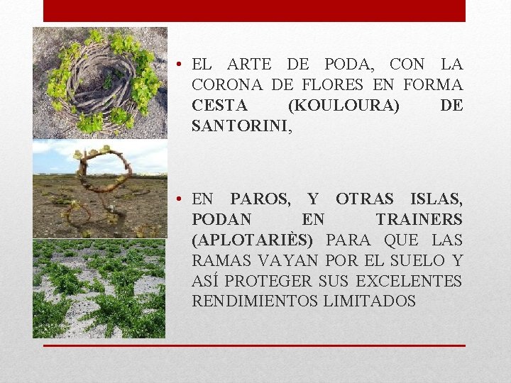 • EL ARTE DE PODA, CON LA CORONA DE FLORES EN FORMA CESTA • EL ARTE DE PODA, CON LA CORONA DE FLORES EN FORMA CESTA