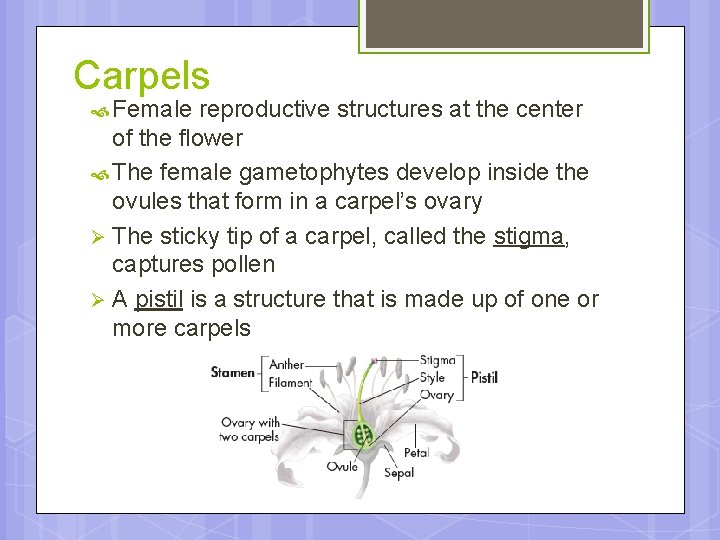Reproduction in Flowering Plants 24 1 The Structure