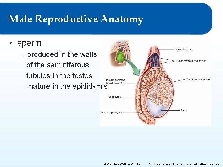 Male Reproductive Anatomy • sperm – produced in the walls of the seminiferous tubules Male Reproductive Anatomy • sperm – produced in the walls of the seminiferous tubules