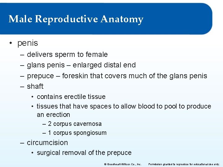 Male Reproductive Anatomy • penis – – delivers sperm to female glans penis – Male Reproductive Anatomy • penis – – delivers sperm to female glans penis –