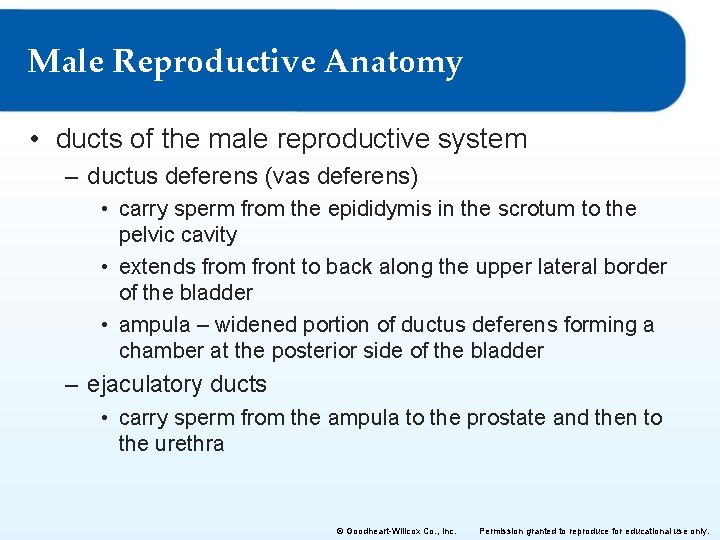 Male Reproductive Anatomy • ducts of the male reproductive system – ductus deferens (vas Male Reproductive Anatomy • ducts of the male reproductive system – ductus deferens (vas