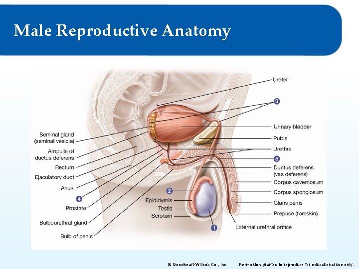 Male Reproductive Anatomy © Goodheart-Willcox Co. , Inc. Permission granted to reproduce for educational Male Reproductive Anatomy © Goodheart-Willcox Co. , Inc. Permission granted to reproduce for educational