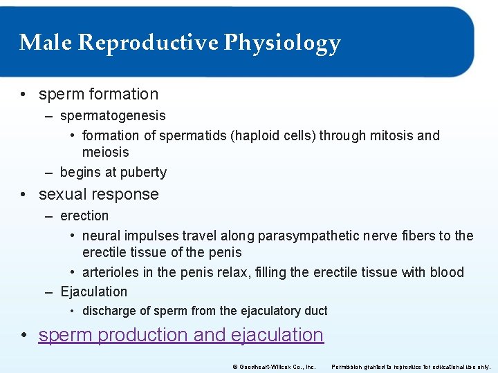 Male Reproductive Physiology • sperm formation – spermatogenesis • formation of spermatids (haploid cells) Male Reproductive Physiology • sperm formation – spermatogenesis • formation of spermatids (haploid cells)