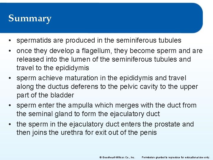 Summary • spermatids are produced in the seminiferous tubules • once they develop a Summary • spermatids are produced in the seminiferous tubules • once they develop a