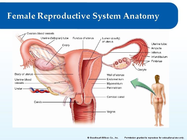 Female Reproductive System Anatomy © Goodheart-Willcox Co. , Inc. Permission granted to reproduce for Female Reproductive System Anatomy © Goodheart-Willcox Co. , Inc. Permission granted to reproduce for
