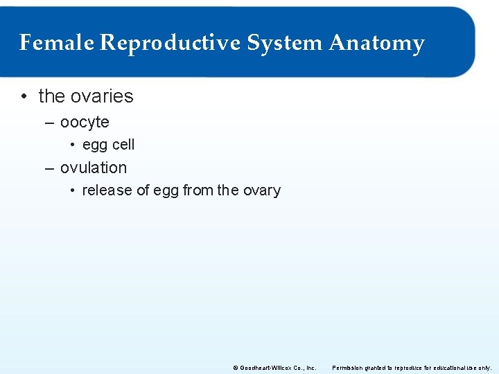 Female Reproductive System Anatomy • the ovaries – oocyte • egg cell – ovulation Female Reproductive System Anatomy • the ovaries – oocyte • egg cell – ovulation