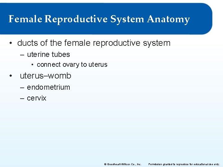Female Reproductive System Anatomy • ducts of the female reproductive system – uterine tubes Female Reproductive System Anatomy • ducts of the female reproductive system – uterine tubes