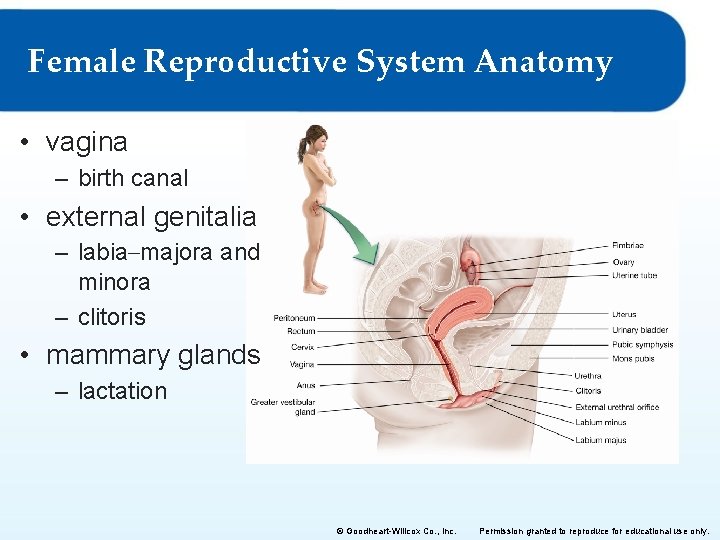 Female Reproductive System Anatomy • vagina – birth canal • external genitalia – labia–majora Female Reproductive System Anatomy • vagina – birth canal • external genitalia – labia–majora