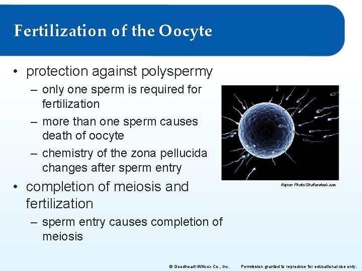 Fertilization of the Oocyte • protection against polyspermy – only one sperm is required Fertilization of the Oocyte • protection against polyspermy – only one sperm is required