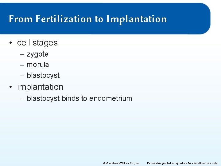 From Fertilization to Implantation • cell stages – zygote – morula – blastocyst • From Fertilization to Implantation • cell stages – zygote – morula – blastocyst •