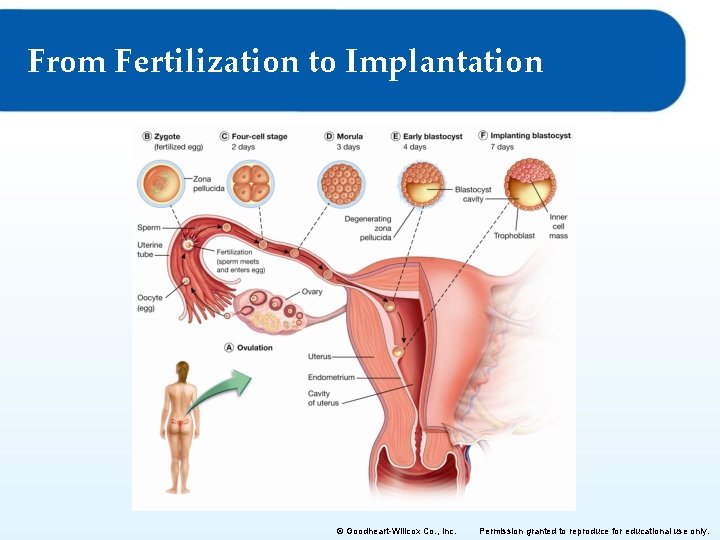 From Fertilization to Implantation © Goodheart-Willcox Co. , Inc. Permission granted to reproduce for From Fertilization to Implantation © Goodheart-Willcox Co. , Inc. Permission granted to reproduce for