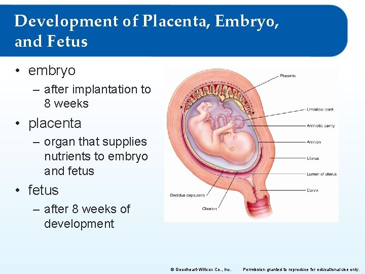 Development of Placenta, Embryo, and Fetus • embryo – after implantation to 8 weeks Development of Placenta, Embryo, and Fetus • embryo – after implantation to 8 weeks