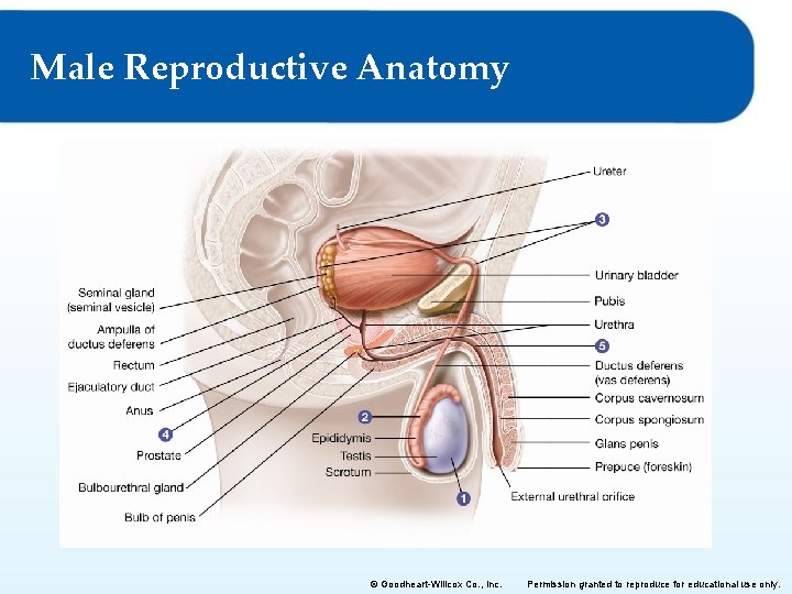 Male Reproductive Anatomy © Goodheart-Willcox Co. , Inc. Permission granted to reproduce for educational Male Reproductive Anatomy © Goodheart-Willcox Co. , Inc. Permission granted to reproduce for educational