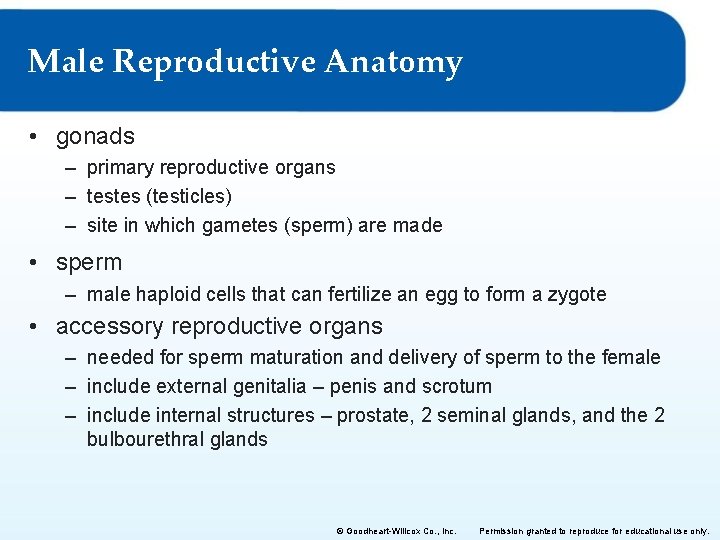 Male Reproductive Anatomy • gonads – primary reproductive organs – testes (testicles) – site Male Reproductive Anatomy • gonads – primary reproductive organs – testes (testicles) – site