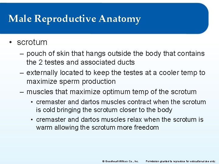 Male Reproductive Anatomy • scrotum – pouch of skin that hangs outside the body Male Reproductive Anatomy • scrotum – pouch of skin that hangs outside the body