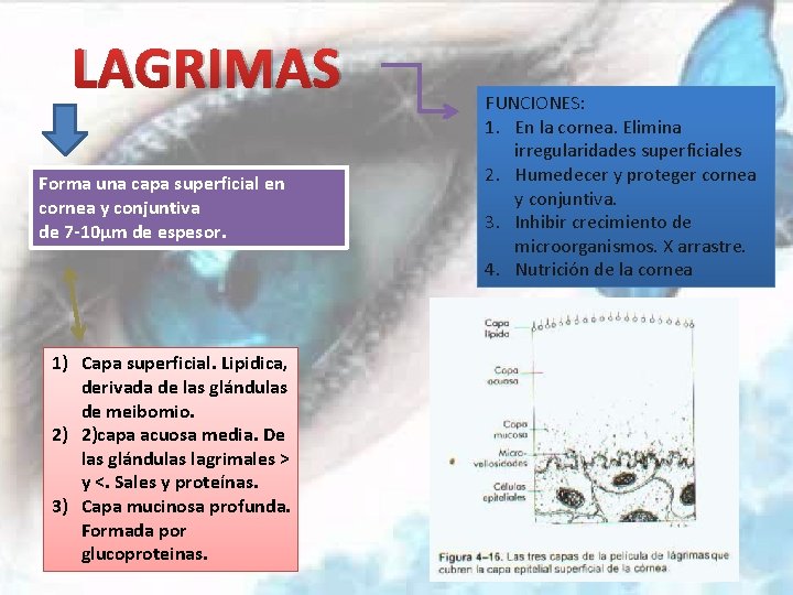 LAGRIMAS Forma una capa superficial en cornea y conjuntiva de 7 -10µm de espesor.