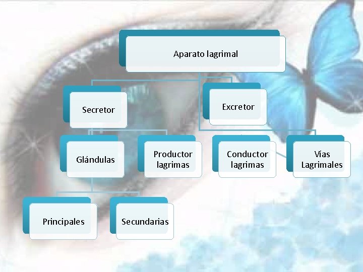 Aparato lagrimal Excretor Secretor Glándulas Principales Productor lagrimas Secundarias Conductor lagrimas Vías Lagrimales 