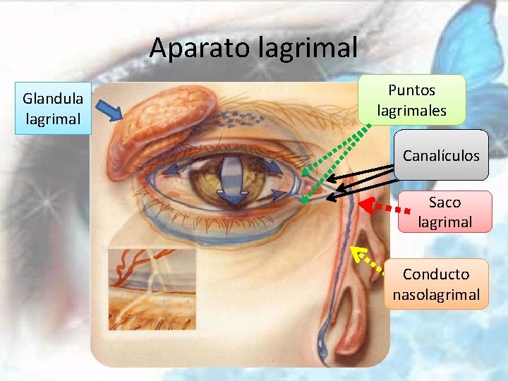 Aparato lagrimal Glandula lagrimal Puntos lagrimales Canalículos Saco lagrimal Conducto nasolagrimal 