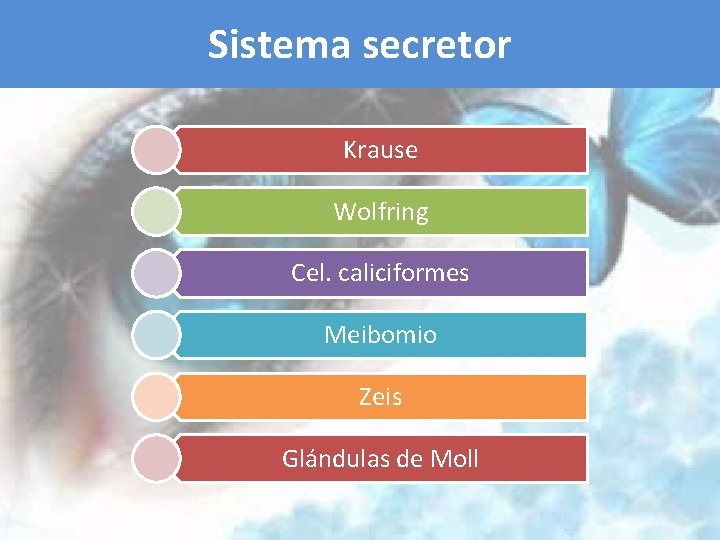 Sistema secretor Krause Wolfring Cel. caliciformes Meibomio Zeis Glándulas de Moll 