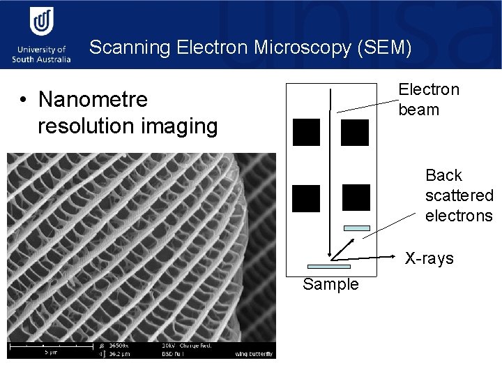Scanning Electron Microscopy (SEM) Electron beam • Nanometre resolution imaging Back scattered electrons X-rays