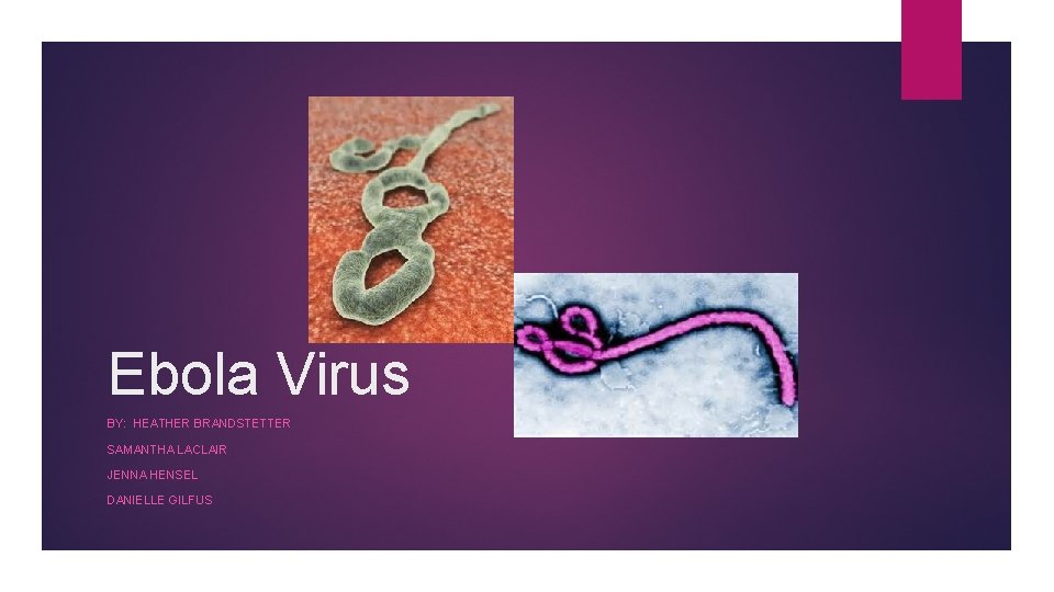 Ebola Virus BY: HEATHER BRANDSTETTER SAMANTHA LACLAIR JENNA HENSEL DANIELLE GILFUS 