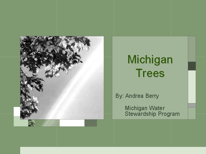 Michigan Trees By: Andrea Berry Michigan Water Stewardship Program 