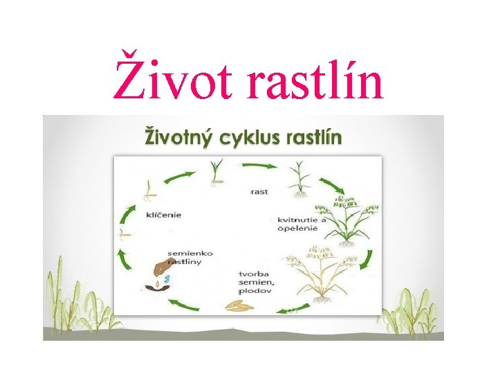 Život rastlín 