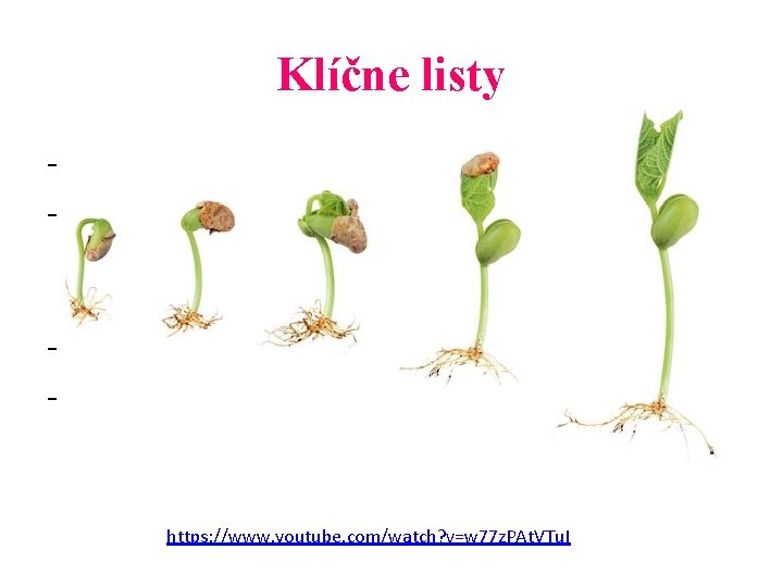 Klíčne listy - Sú zdrojom výživy-živín pre klíčiace rastliny - neskôr prijímajú rastliny živiny