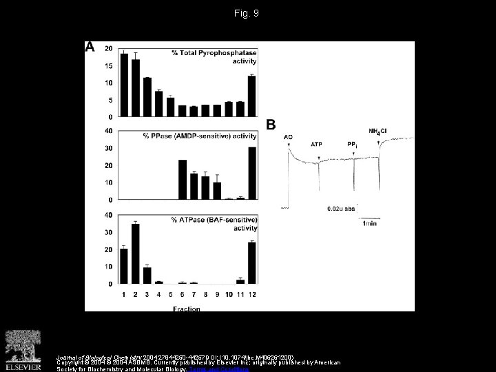 Fig. 9 Journal of Biological Chemistry 2004 27944250 -44257 DOI: (10. 1074/jbc. M 406261200)