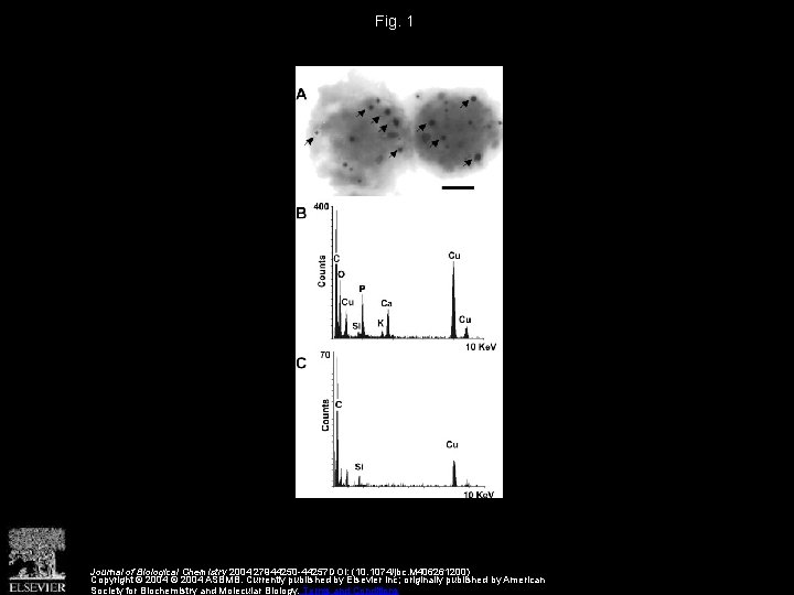 Fig. 1 Journal of Biological Chemistry 2004 27944250 -44257 DOI: (10. 1074/jbc. M 406261200)