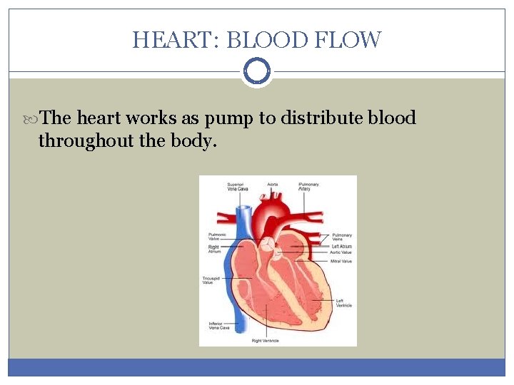 HEART: BLOOD FLOW The heart works as pump to distribute blood throughout the body.