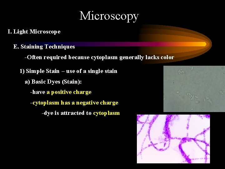 Microscopy I. Light Microscope E. Staining Techniques -Often required because cytoplasm generally lacks color